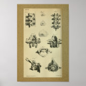 1850 anatomie printruggenwervel poster (Voorkant)