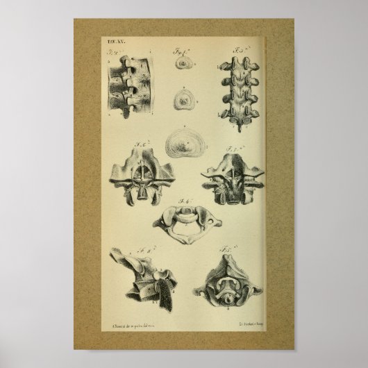 1850  anatomie printruggenwervel poster (Voorkant)