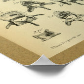 1850  anatomie printruggenwervel poster (Hoek)