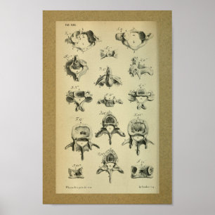 1850 anatomie printruggenwervel poster
