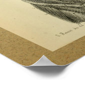 1850 anatomie printspieren poster (Hoek)