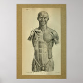 1850 anatomie printspieren poster (Voorkant)