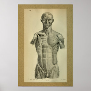 1850  anatomie printspieren poster