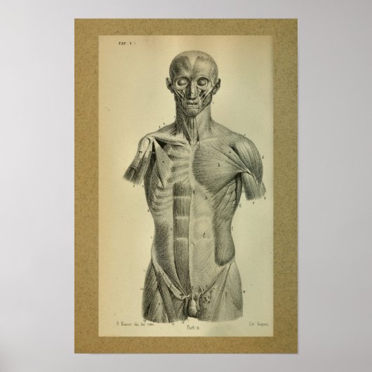 1850 anatomie printspieren poster (Voorkant)