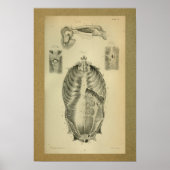 1850  anatomie printspieren poster (Voorkant)