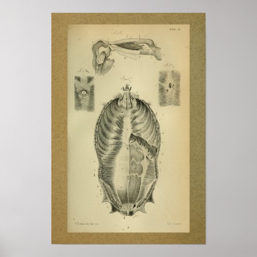 1850 anatomie printspieren poster (Voorkant)