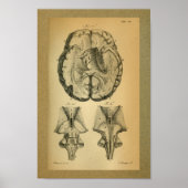 1850  Anatomy Print Brain (Voorkant)