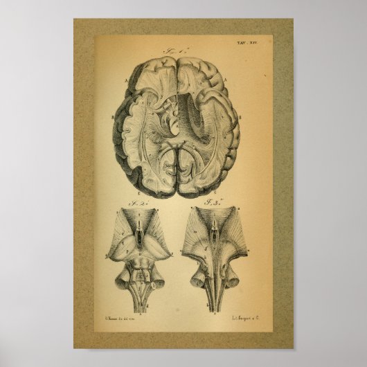1850  Anatomy Print Brain (Voorkant)