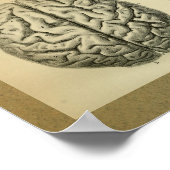 1850  Anatomy Print Brain (Hoek)