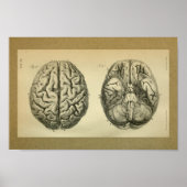 1850  Anatomy Print Brain (Voorkant)