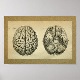 1850  Anatomy Print Brain