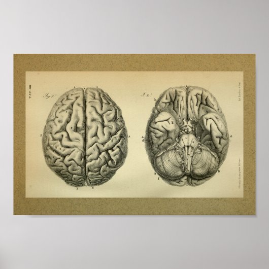 1850  Anatomy Print Brain (Voorkant)