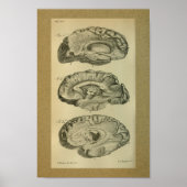 1850  Anatomy Print Brain Lobes (Voorkant)