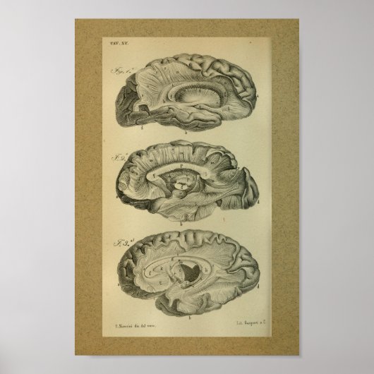 1850  Anatomy Print Brain Lobes (Voorkant)