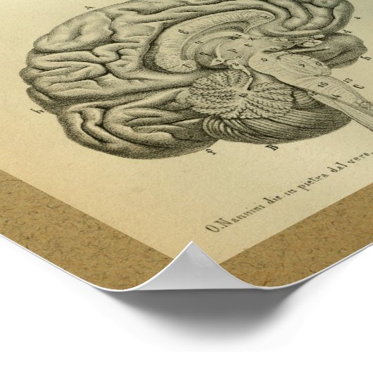 1850 Anatomy Print Brain Stem (Hoek)