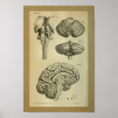 1850  Anatomy Print Brain Stem (Voorkant)