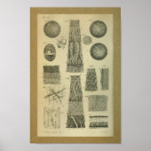 1850 Anatomy Print Eye Intern (Voorkant)