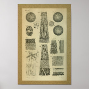 1850  Anatomy Print Eye Intern