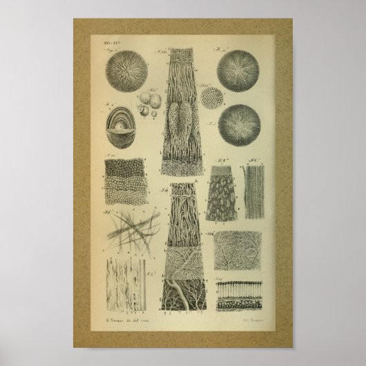 1850  Anatomy Print Eye Intern (Voorkant)