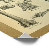 1850  Anatomy Print Hand Wrist (Hoek)