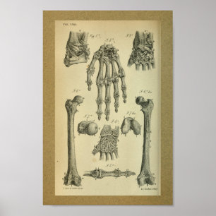 1850  Anatomy Print Hand Wrist