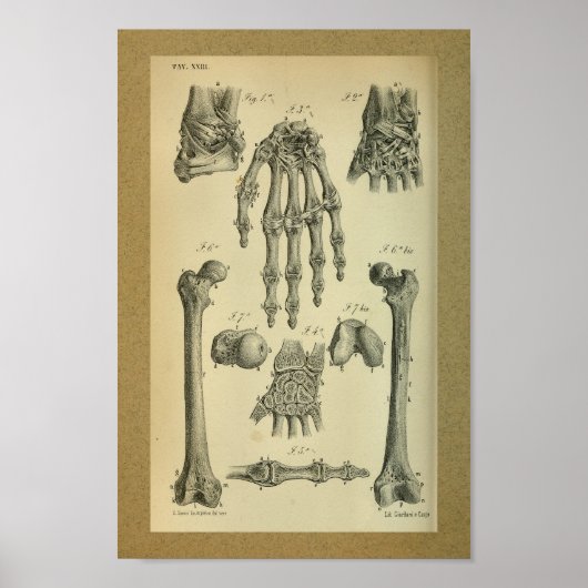 1850  Anatomy Print Hand Wrist (Voorkant)