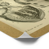 1850 Anatomy Print Heart Lungs (Hoek)