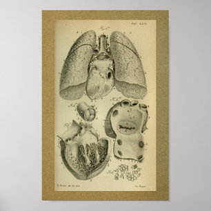 1850  Anatomy Print Heart Lungs
