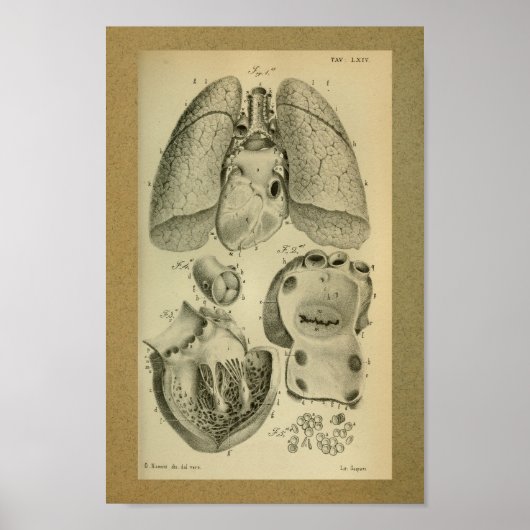 1850 Anatomy Print Heart Lungs (Voorkant)