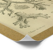 1850  Anatomy Print Heart Trachea (Hoek)