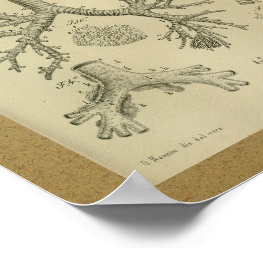 1850  Anatomy Print Heart Trachea (Hoek)