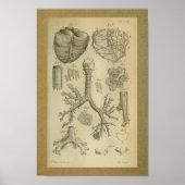 1850  Anatomy Print Heart Trachea (Voorkant)