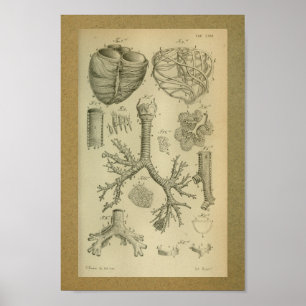 1850 Anatomy Print Heart Trachea