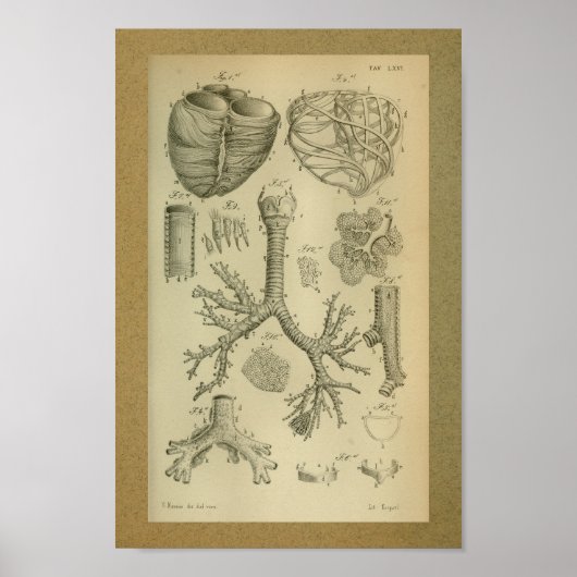 1850  Anatomy Print Heart Trachea (Voorkant)
