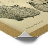 1850  Anatomy Print Human Heart (Hoek)