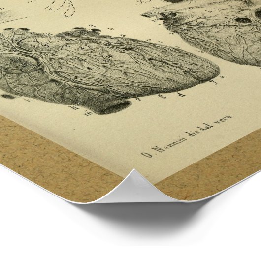 1850  Anatomy Print Human Heart (Hoek)