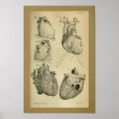 1850  Anatomy Print Human Heart (Voorkant)