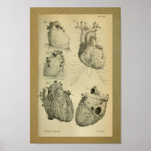 1850  Anatomy Print Human Heart