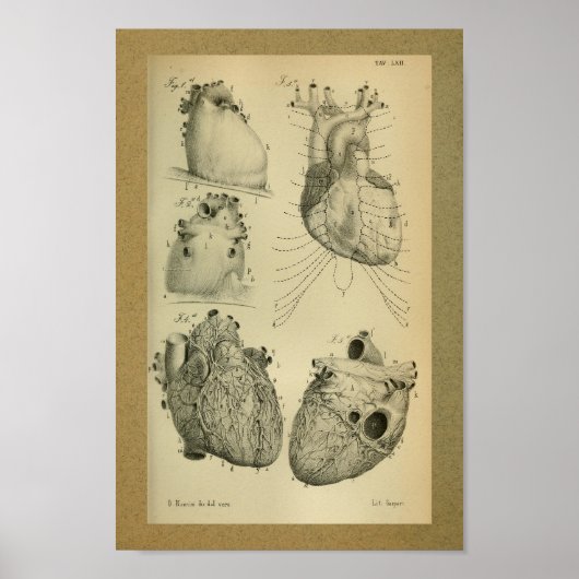 1850  Anatomy Print Human Heart (Voorkant)