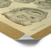 1850  Anatomy Print Human Heart (Hoek)