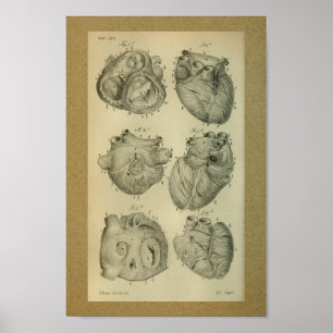 1850  Anatomy Print Human Heart
