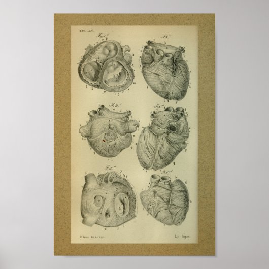 1850  Anatomy Print Human Heart (Voorkant)