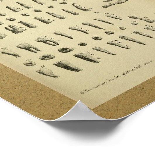 1850  Anatomy Print Jaw Teeth (Hoek)