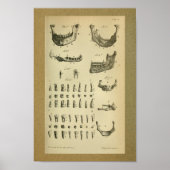 1850 Anatomy Print Jaw Teeth (Voorkant)