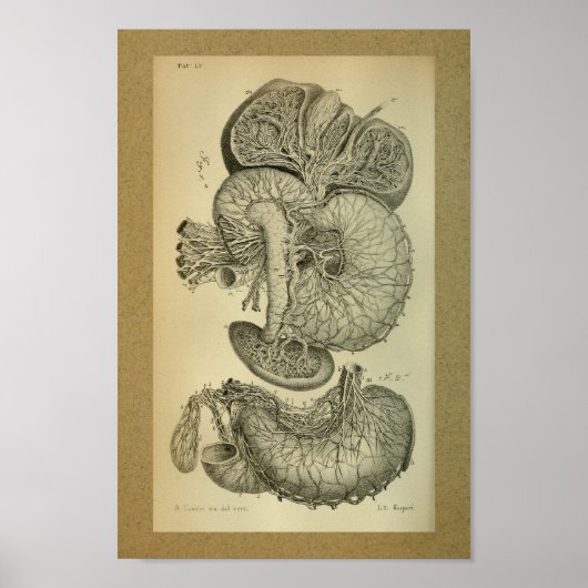1850 Anatomy Print Liver Arteries (Voorkant)