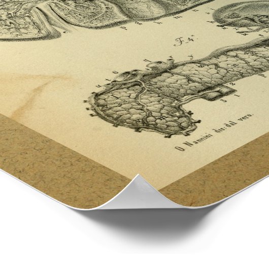 1850  Anatomy Print Liver Pancreas (Hoek)