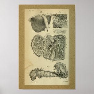 1850 Anatomy Print Liver Pancreas