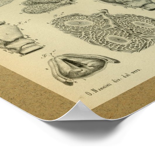 1850  Anatomy Print Lungs intern (Hoek)