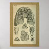 1850  Anatomy Print Lungs intern (Voorkant)