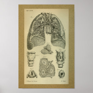 1850 Anatomy Print Lungs intern
